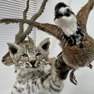 Bobcat Mount