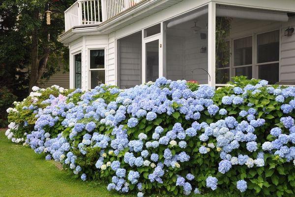 Hydrangeas on sale til June 11, 2015