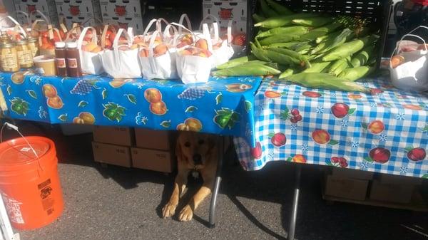 CLARK ORCHARDS.... Gunny the dog keeping an eye on the peaches.