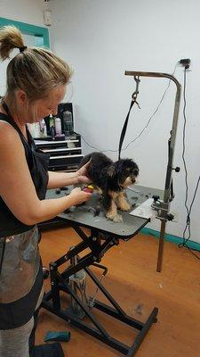 Tootsie being a good pup and letting Misty shave her :)