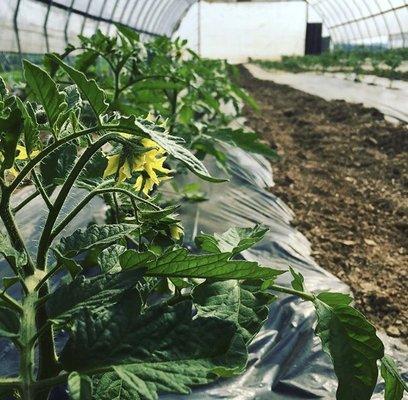 Your Local Roots tomatoes growing on the farm.