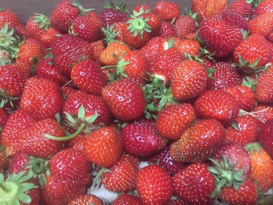 A pile of sweet strawberries we picked!