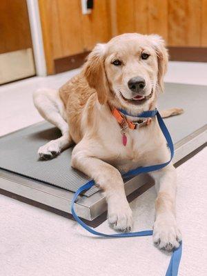 Golden Retriever Puppy checking weight at Stanton Animal Hospital for Canine exam and vaccines