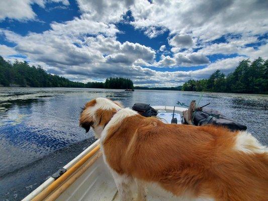 Gloria, the boatyard's Saint Bernard, enjoying the ride.