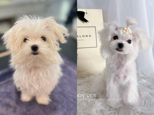 Little Maltese Chanel