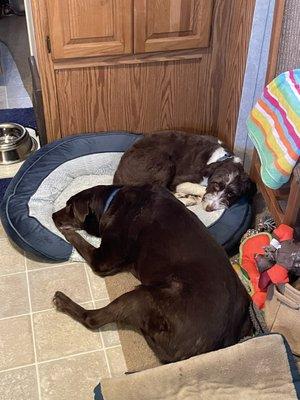 Bailey is the large chocolate lab with her pup friend who was traveling with her. What you can't see is that Bailey has no eyes.