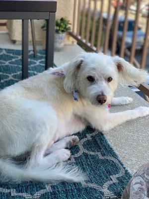 Nice and relaxed after his blueberry facial and groom