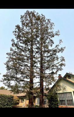 Visalia Tree Service