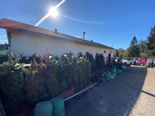 Precut trees for sale.