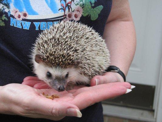 Sebastian Hedgehog