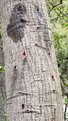 Spikes from PG&E tree trimmers caused damage  to our oaks :(