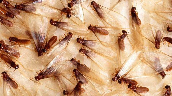 Drywood termite swarmers