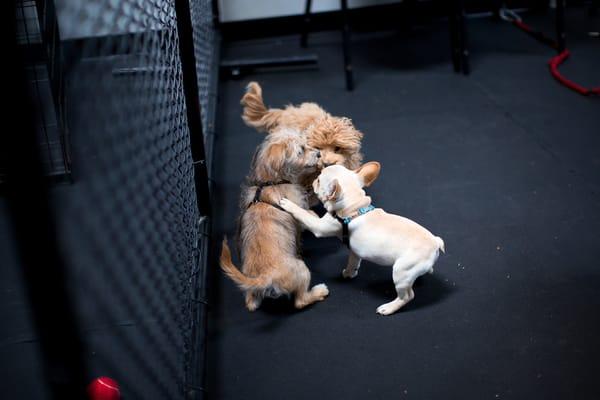 Puppies planning their escape :)