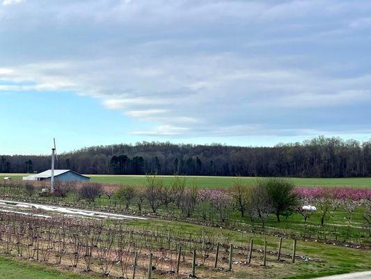 Spring Views from the Farm House - overlooking wind machine, blackberries, and peach orchard.