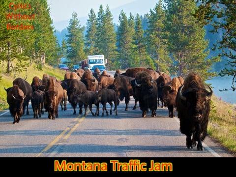 Montana Traffic Jam!