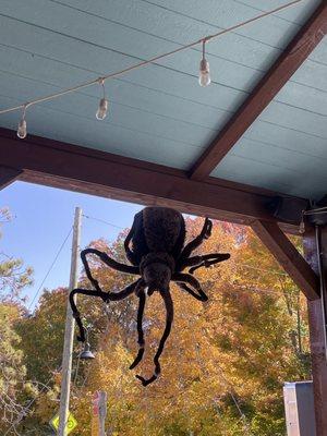 The view for Halloween on the patio.