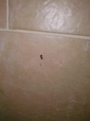 Cockroaches all over the bathroom floor when I took my little girl to go pee