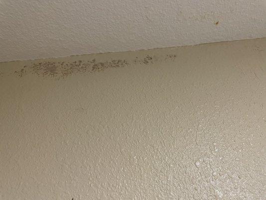 Black mold