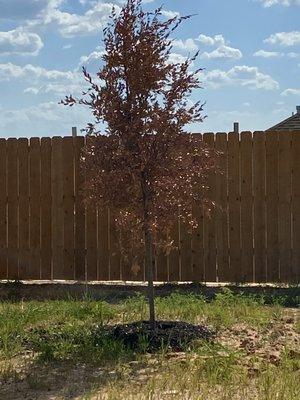 Moved in with the dead tree.