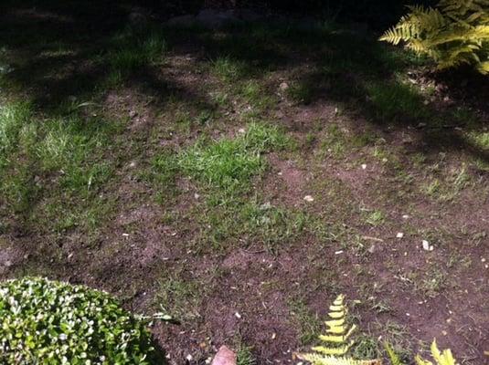 If you want your yard to look like this, please use Godoy Landscaping.  Even after I confronted him about this, he refused to seed the lawn