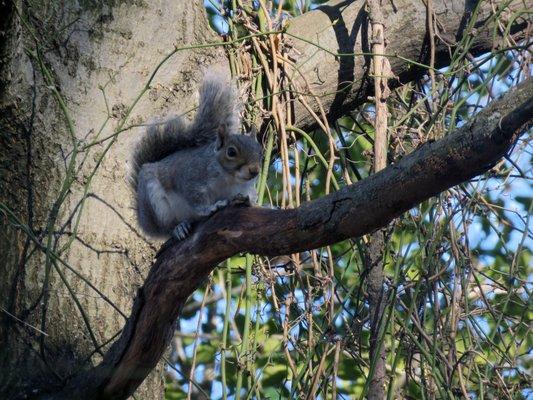 An Eastern gray squirrel welcomes you.