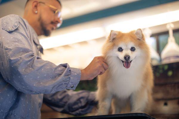 Bark Barber