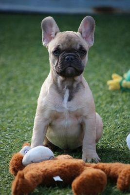 French bulldog puppies for sale