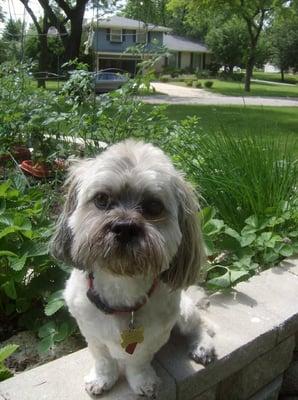 My handsome boy Bobby! Who always looks good thanks to artistic grooming :)