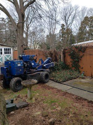 Grinding tree stump