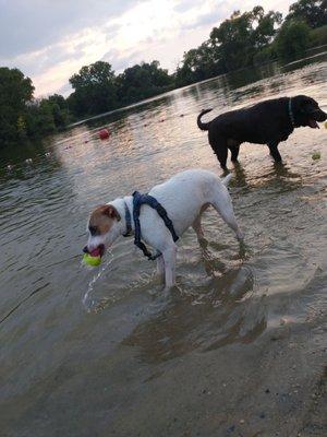 Dog beach & swimming area.