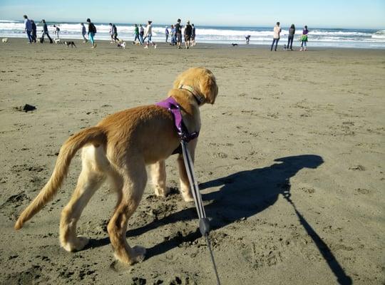 San Francisco Small Dog Beach Walk