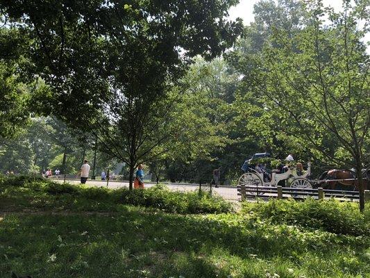 A view of a horse-carriage from inside the park..