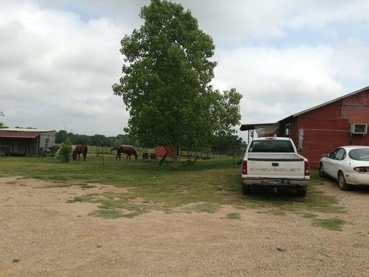 Only in Texas would you see horses next to a restaurant.