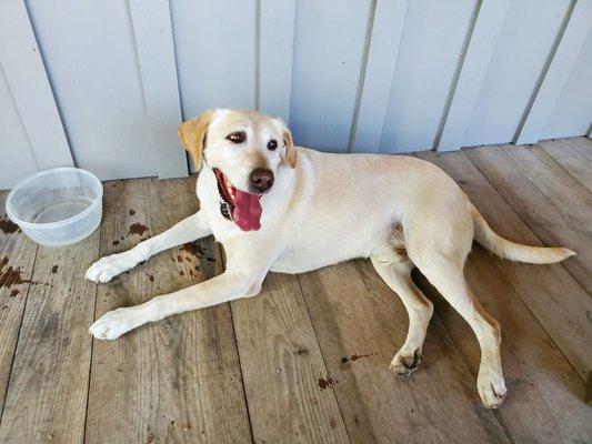 The winery pup. Sweet as can be.