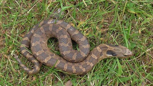 Michigan as an amazing variety of non-poisonous snakes.  Most people prefer to keep plenty of distance between their families and snakes.