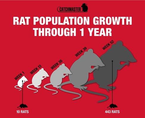 Rats can populate quickly