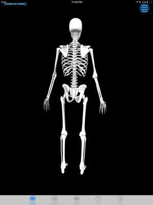 Skeleton of human body