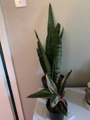 Snake plant and stromanthe triostar