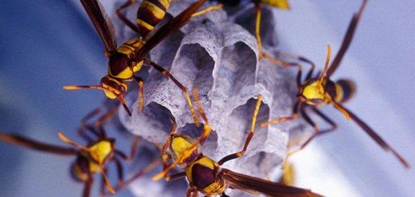 Wasp & Yellow Jacket control