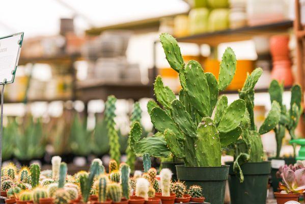 Mahoney's Garden Center - Chelmsford