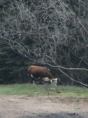 Here is one of the many cows.