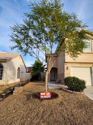 Moon Valley Nursery removed an elm tree that was almost dead and replaced it with this beautiful tipu tree.