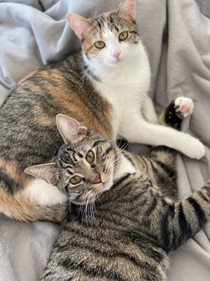 Bonded kitties