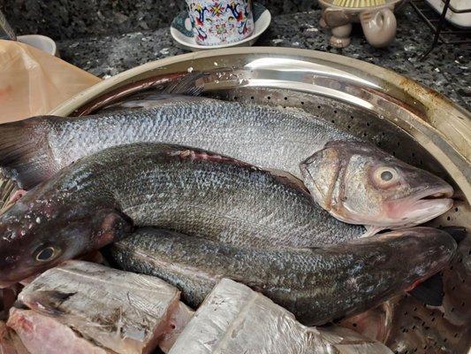 Branzino/Branzini for $8.99/lb as of 1/16/21 :) really fresh! (Also some cut-up pieces of hairtail fish that we got from Chinatown!)