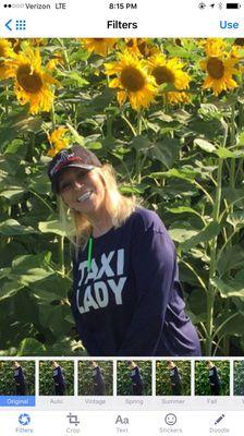 Sunflowers of North Dakota up on the border of Canada by Winnipeg the summer of 2014