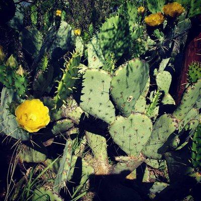 Cactus are blooming along the river.