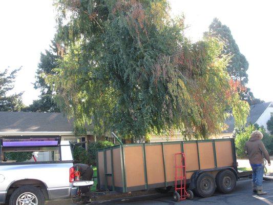 Birch Tree removal in Eugene. The tree was infested with Bronze Birch Borer and damaged by the 2016 ice storm.