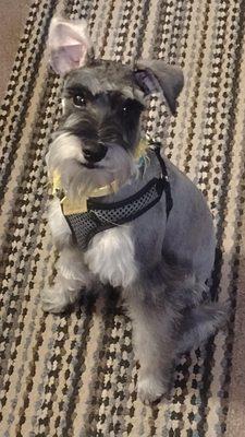 His very first groom he was black on his back. Now he's a smokey gray color!