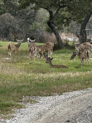 Doe's gathering in the RV park.