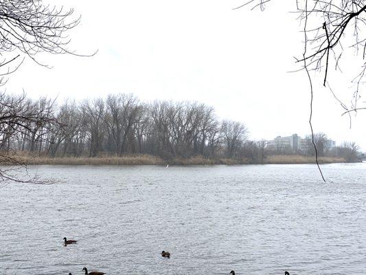 Nesting location of a pair of bald eagles